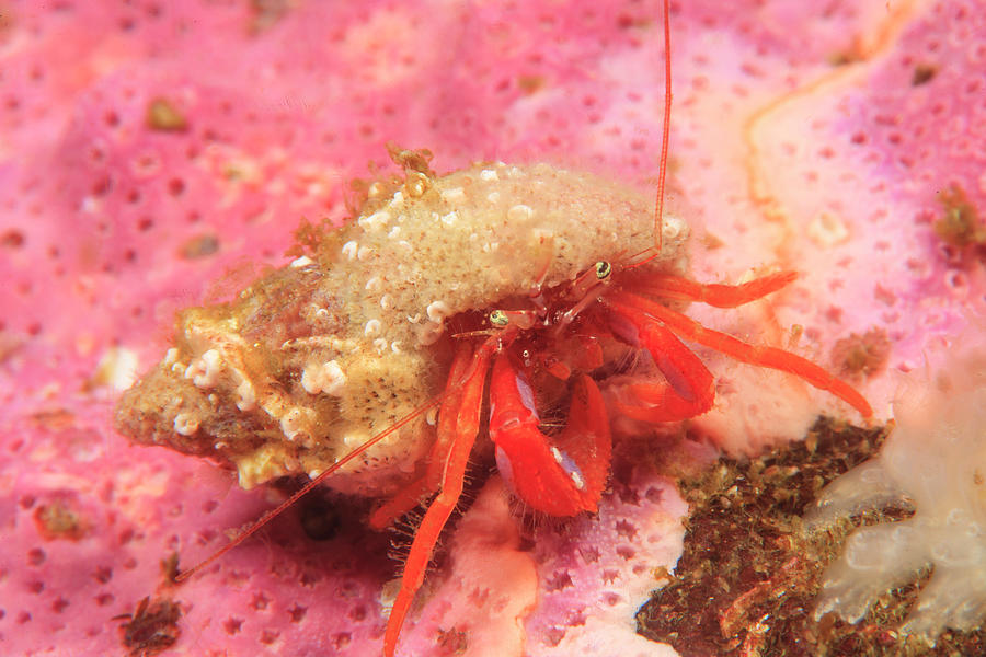 Orange Hermit Crab Saint Lazerius Photograph By Stuart Westmorland