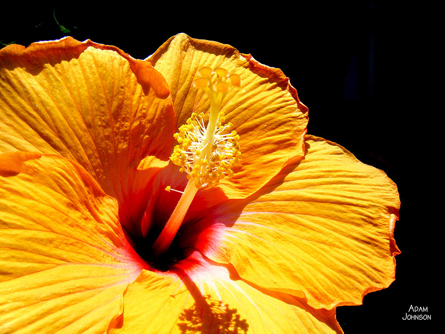 Orange Hibiscus Photograph by Adam Johnson