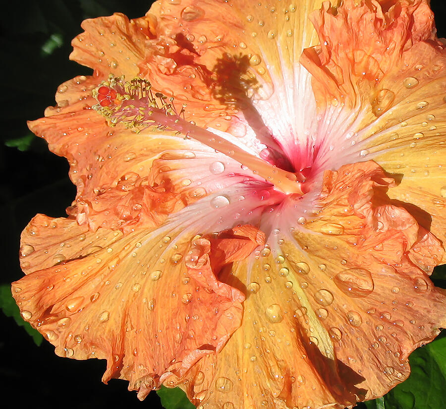 Orange Hibiscus After the Rain Macro Photograph by Connie Fox