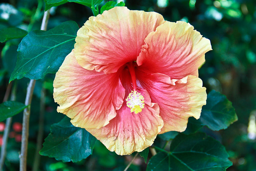 Orange hibiscus Photograph by Eti Reid