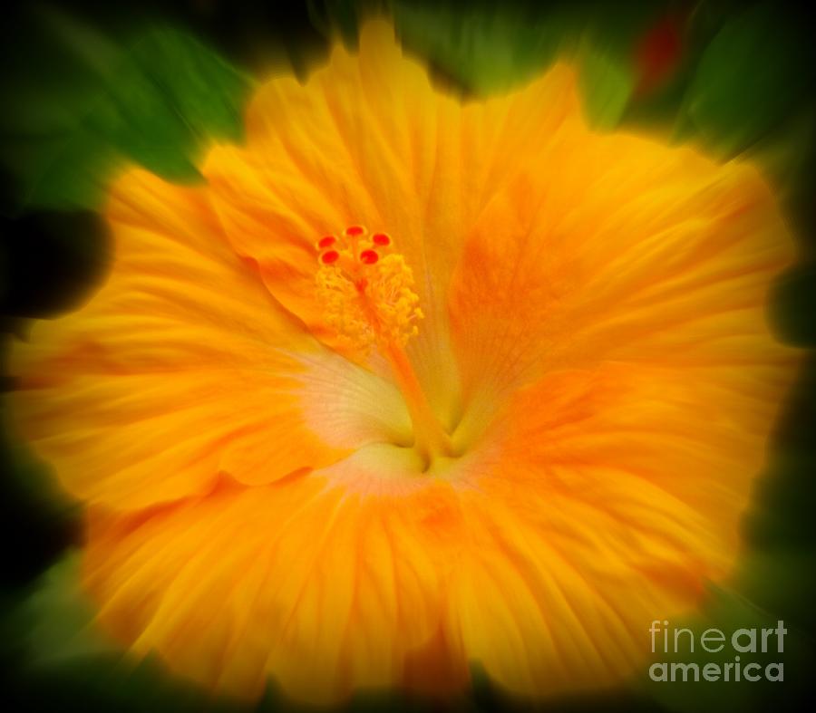 Orange Hibiscus Flower Photograph by Clare Bevan