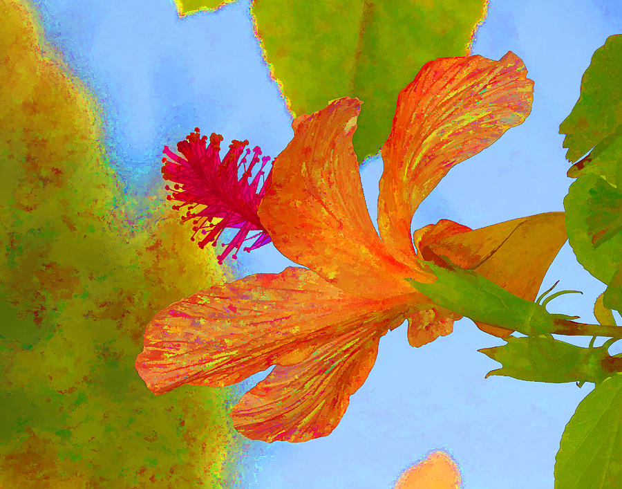 Orange Hibiscus  Photograph by Helaine Cummins