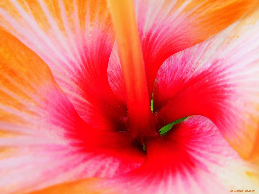 Hibiscus Photograph - Orange Hibiscus III by Buzz  Coe
