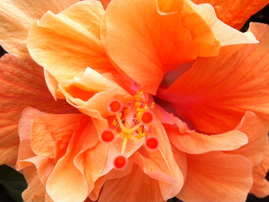 Orange Hibiscus Photograph by Karen Zuk Rosenblatt