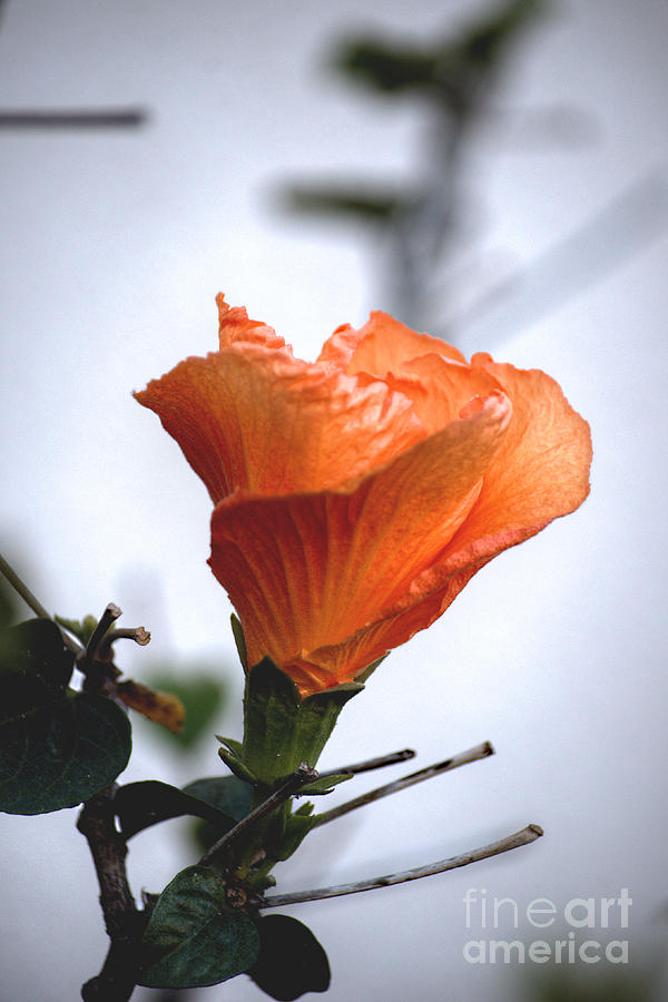 Orange Hibiscus LAX 2 Photograph by Deborah Smolinske