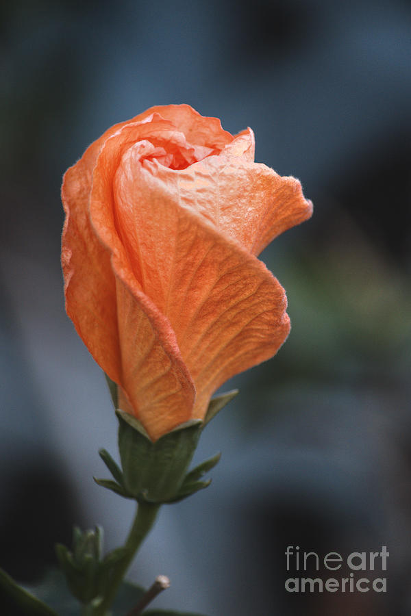 Orange Hibiscus LAX 4 Photograph by Deborah Smolinske