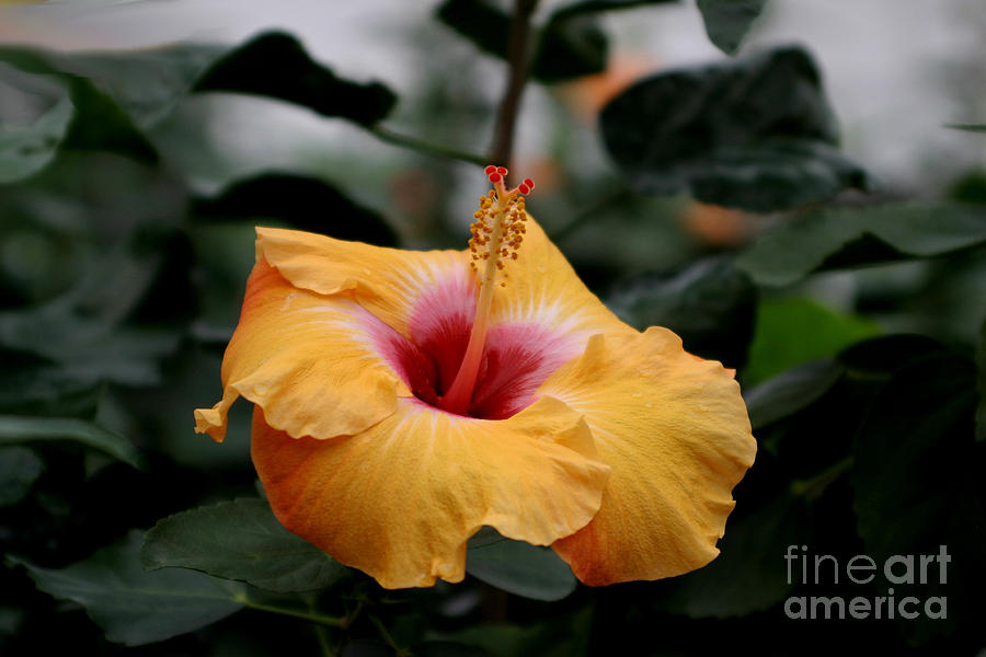 Orange Hibiscus Photograph by Living Color Photography Lorraine Lynch