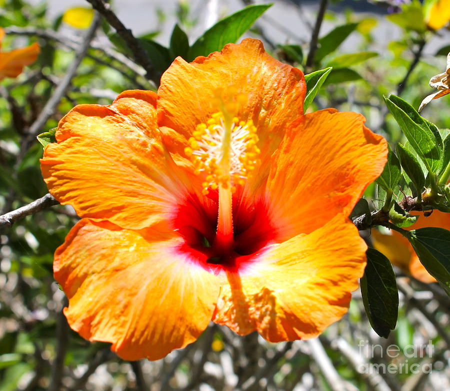 Orange Hibiscus Photograph by Pamela Walrath