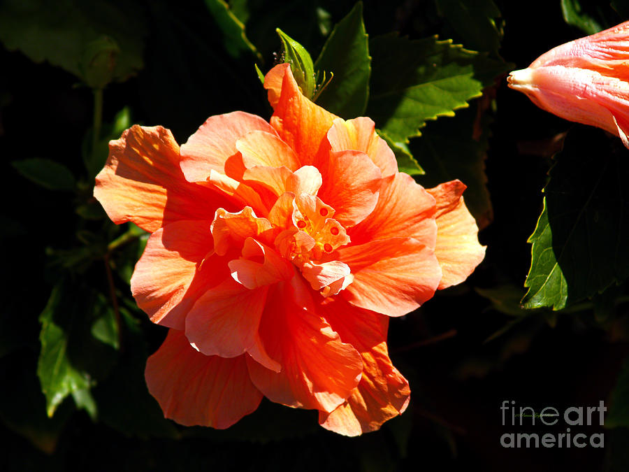 Hibiscus Photograph - Orange Hibiscus by Patricia Griffin Brett