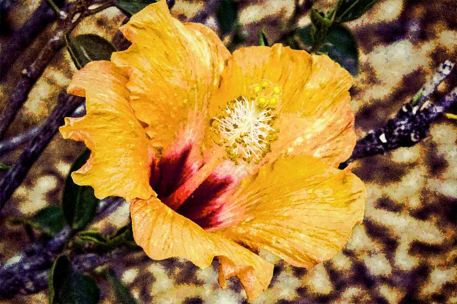 Orange Hibiscus Digital Art by Photographic Art by Russel Ray Photos