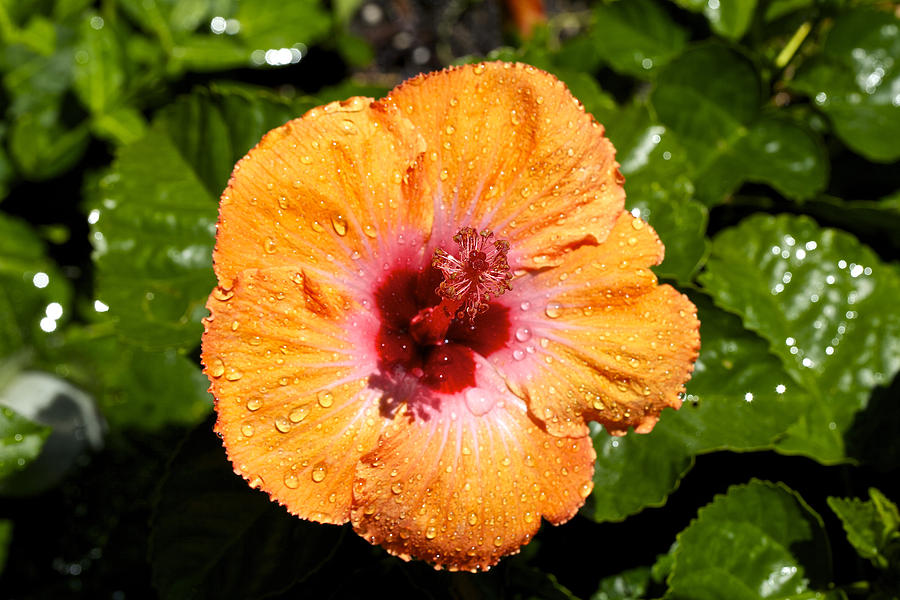 Nature Photograph - Orange Hibiscus by Robert Joseph