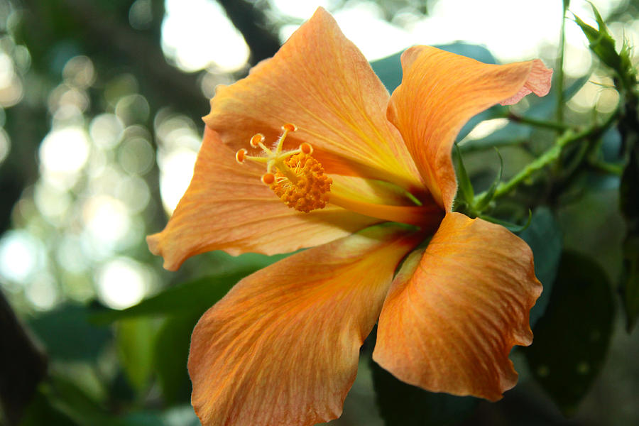 Orange Hibiscus Photograph by Saya Studios