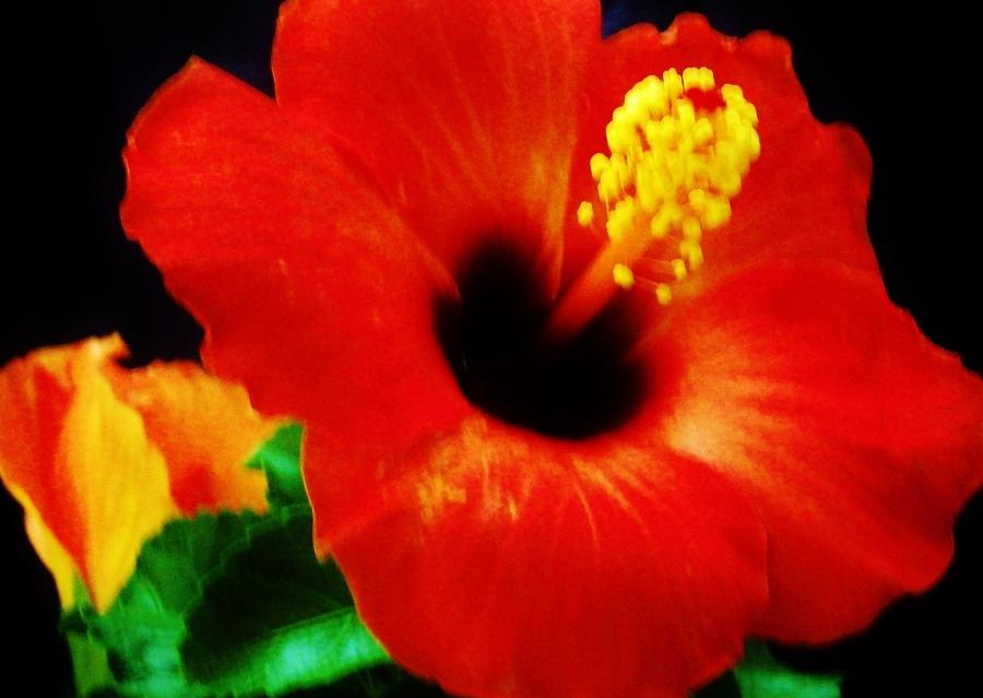 Orange Hibiscus Photograph by  Sharon Ackley