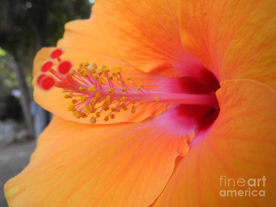 Orange Hibiscus  Photograph by Shay Levy