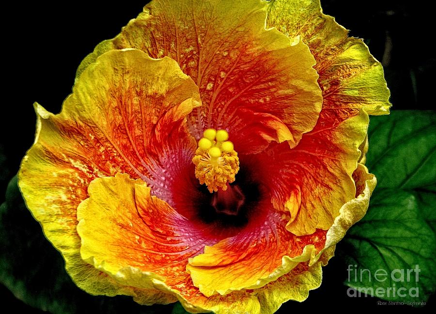 Garden Photograph - Orange Hibiscus with Grunge Effect by Rose Santuci-Sofranko