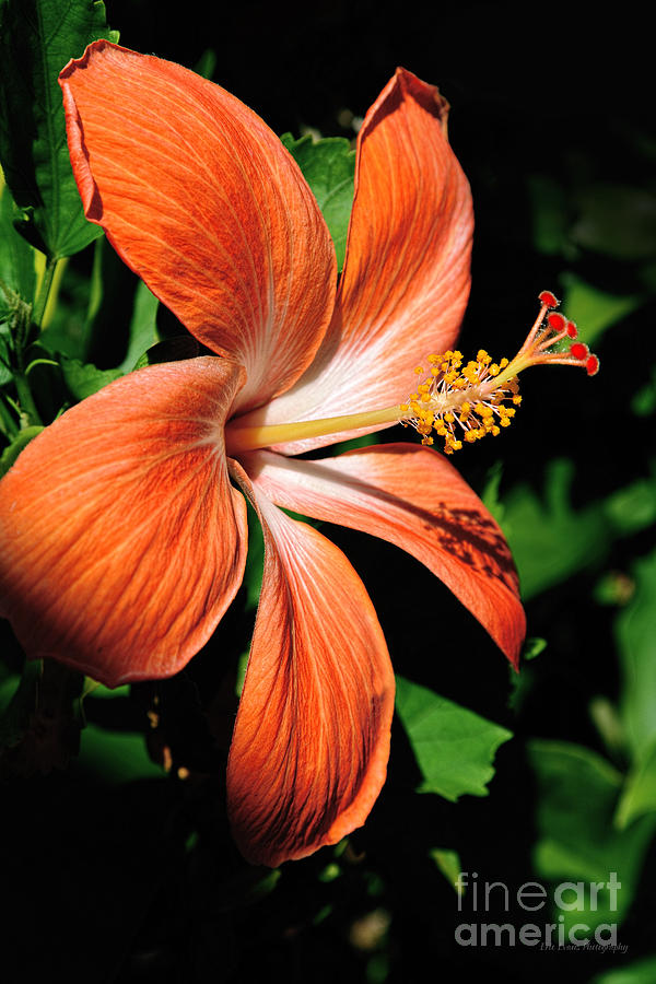 Flower Photograph - Orange Hibsicus Flower by Aloha Art