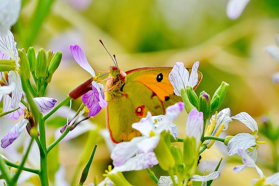 Butterfly Photograph - Orange Himalayan Butterfly by Kim Bemis