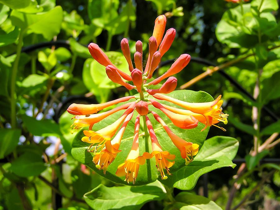 Orange Honeysuckle Flowers Photograph by Cynthia Woods - Fine Art America