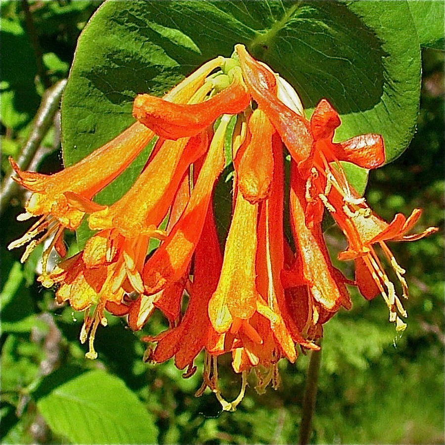 Orange Honeysuckle In Mount Rainier Np-wa Photograph