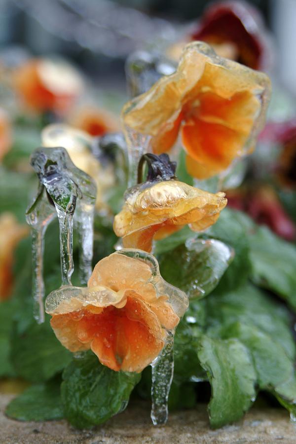 Orange Iced Pansies Photograph by Wesley Elsberry