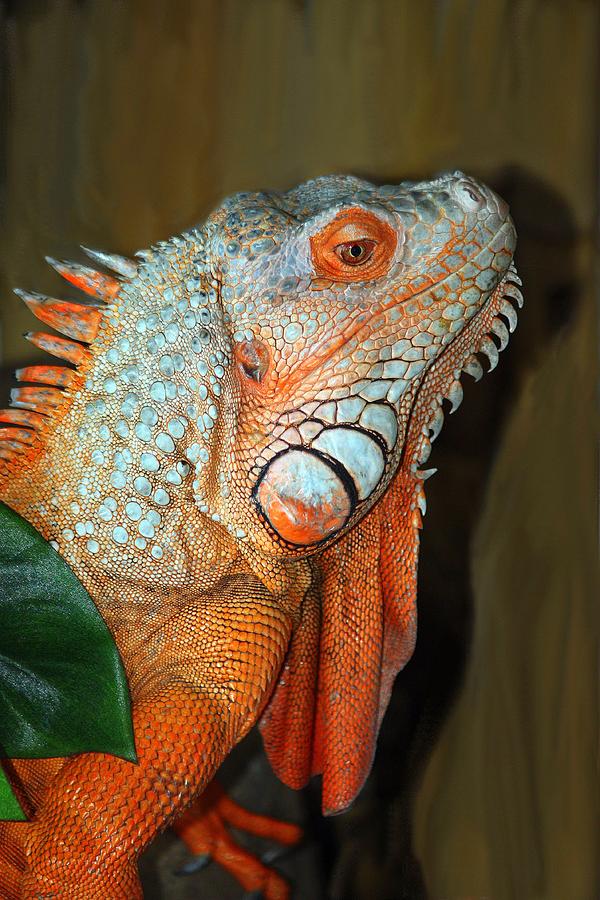 Orange Iguana Photograph by Patrick Witz