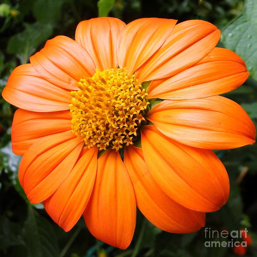 Flowers Still Life Photograph - Orange in Bloom by Barbie Corbett-Newmin