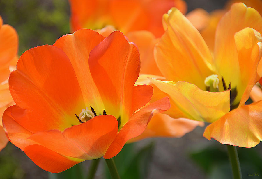 Two Tulips Photograph by JoAnn Lense