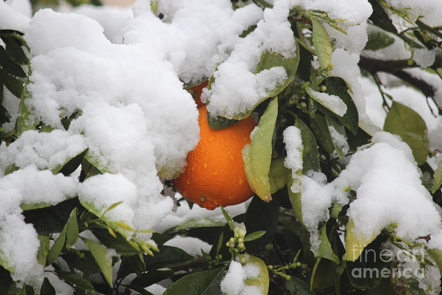 Winter Photograph - Orange in Snow by Sheryl Young