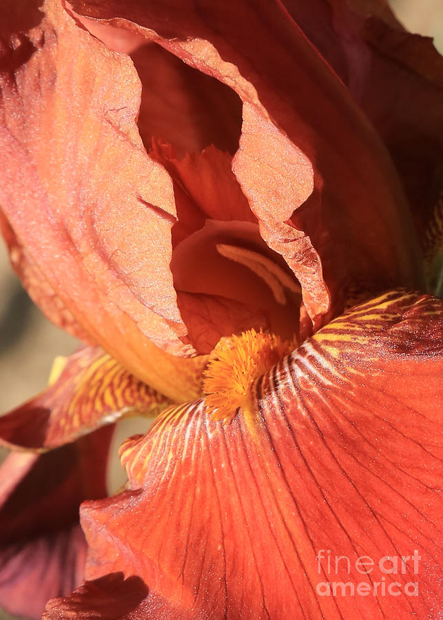 Orange Iris Closeup Photograph