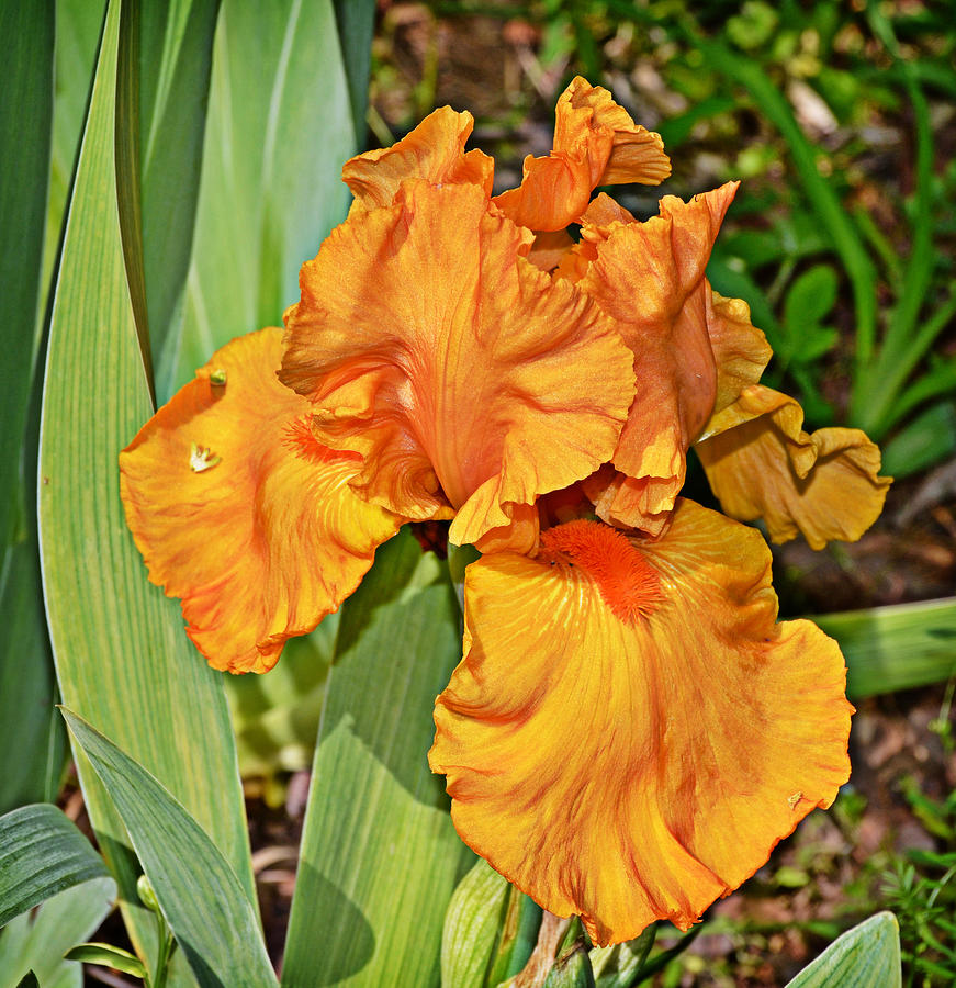 Orange Iris Photograph by Linda Brown