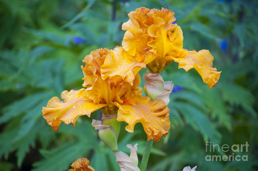 Nature Photograph - Orange Iris by M J