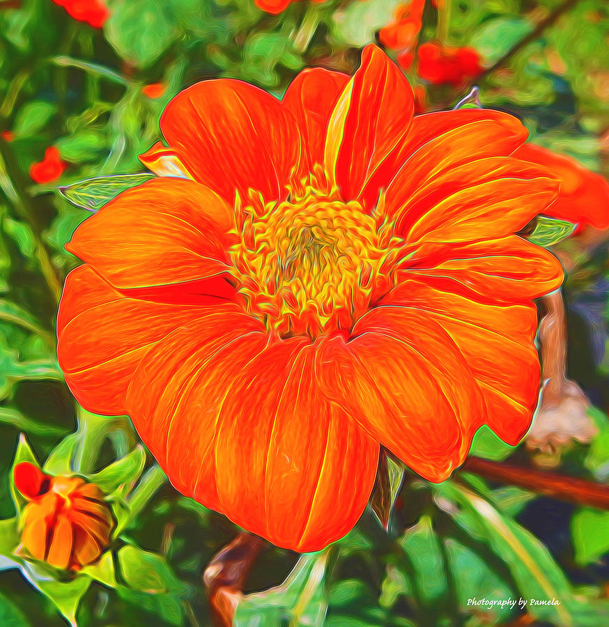 Orange is my color Mixed Media by Pamela Walton