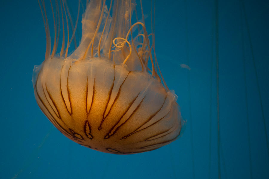 Orange Jellyfish Photograph - Orange Jellyfish by Diego Re
