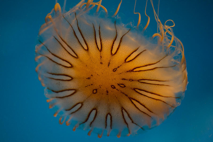 Orange Jellyfish Closeup Photograph by Diego Re Pixels