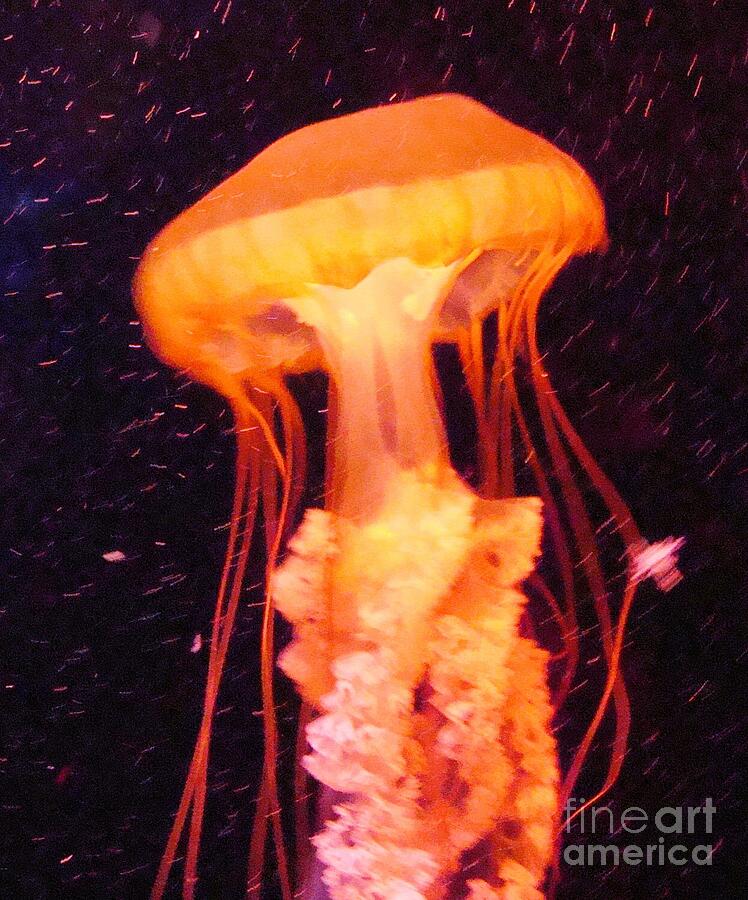 Orange Jellyfish Photograph by Janette Boyd