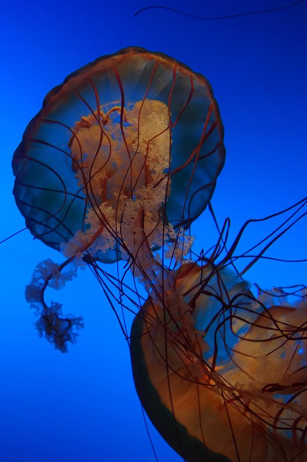 Orange Jellyfish Photograph by Jeremey Gregg | Fine Art America