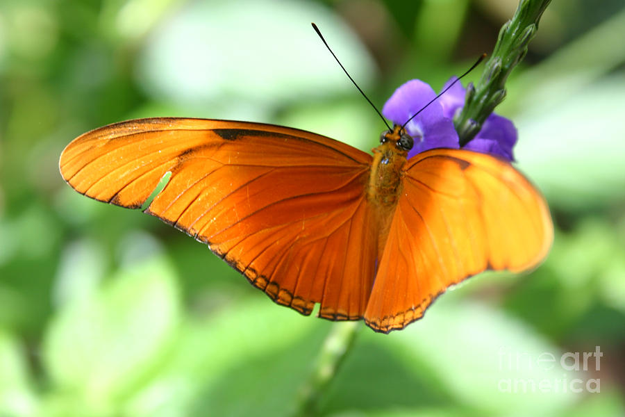 Orange Julia Butterfly Photograph by Alyce Taylor