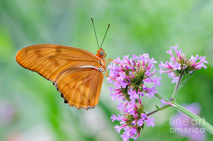Orange Julia Butterfly Photograph by Oscar Gutierrez