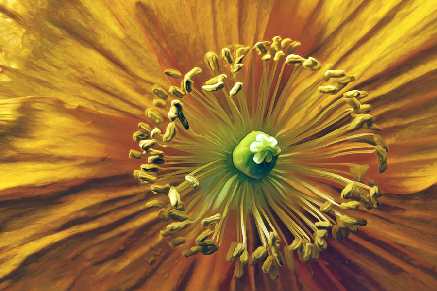 Poppy Photograph - Orange Kaboom by Hal Halli