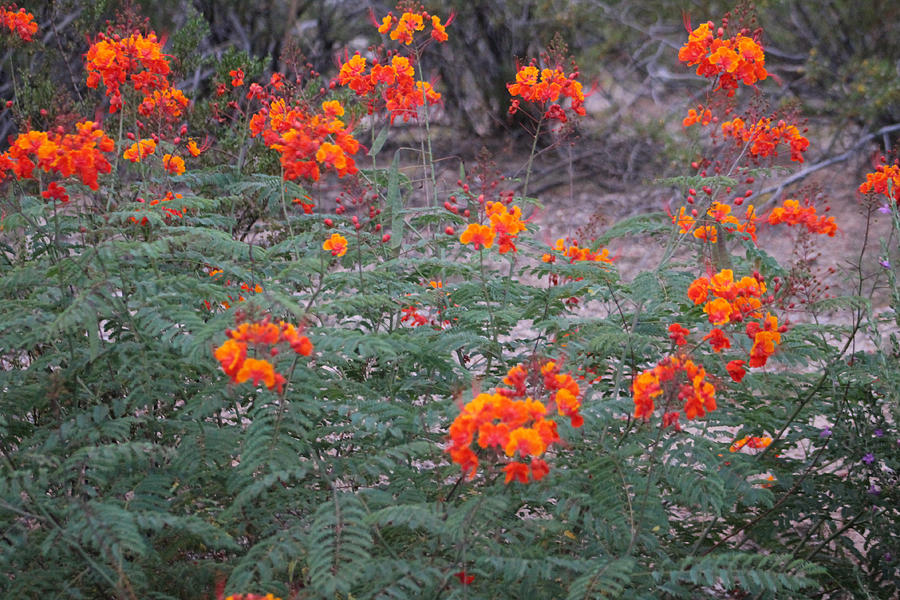 Flower Photograph - Orange by Kathleen Nash