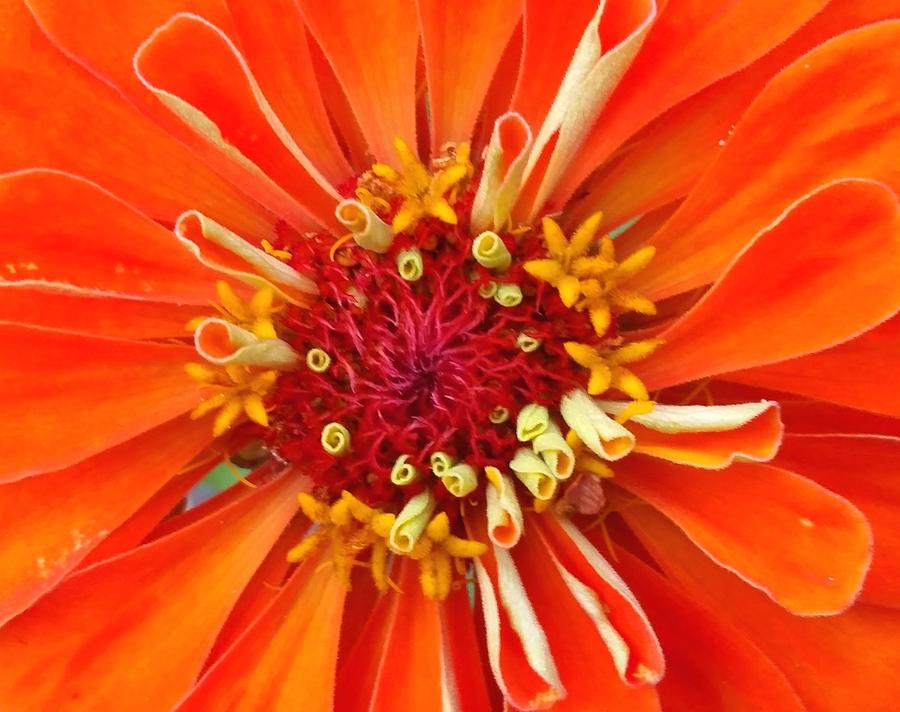 Orange Kiss Photograph by Nick Knezic | Fine Art America