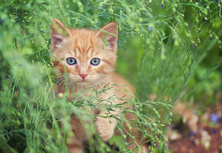 Orange Kitten Photograph by Captured By Karen Photography
