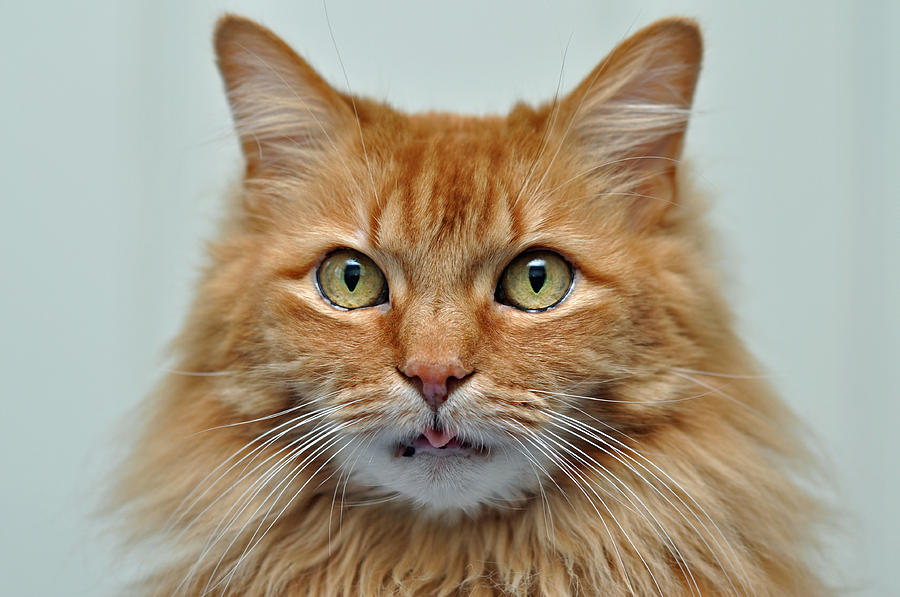 Cat Photograph - Orange Kitty by Donna Doherty