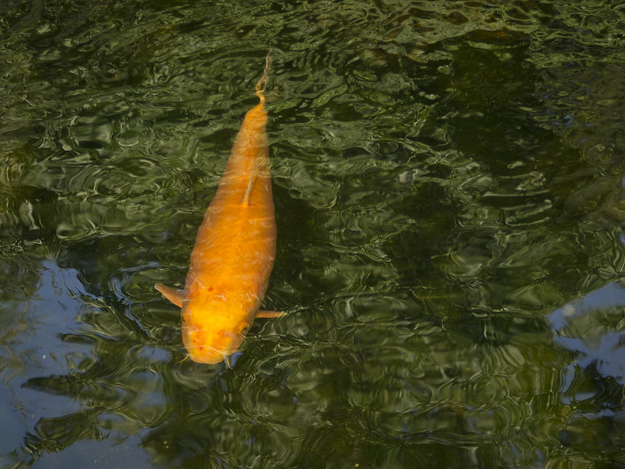 Koi Photograph - Orange Koi with Reflections by Jean Noren