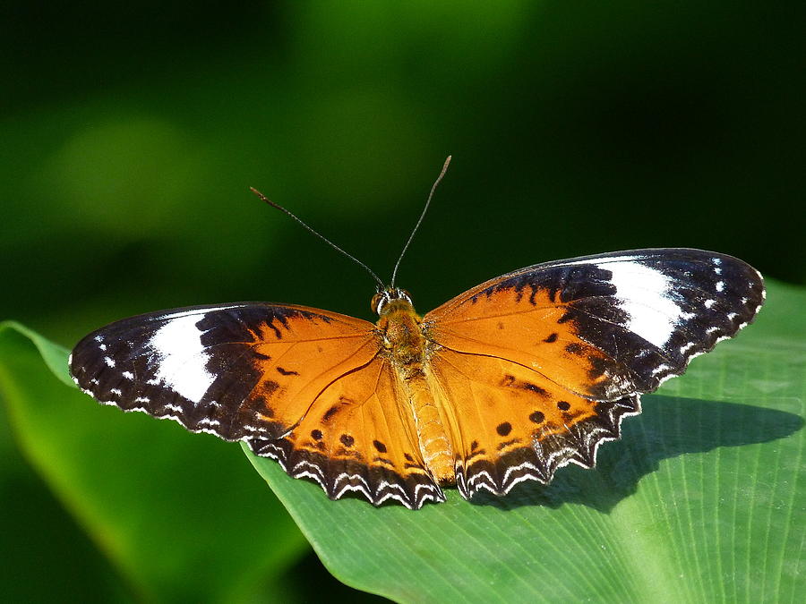 Orange Lacewing Butterfly Photograph by Margaret Saheed