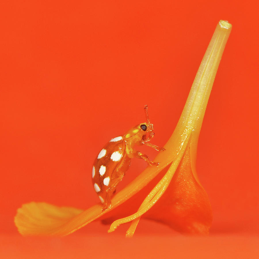 Orange Ladybird Photograph by Robert Trevis-smith