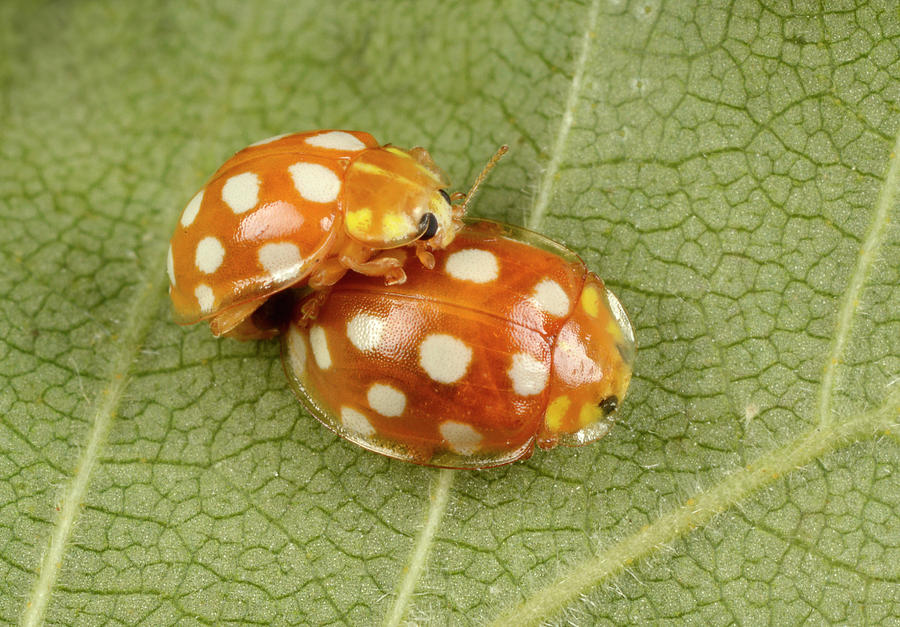 Orange Ladybirds Mating Photograph by Nigel Downer