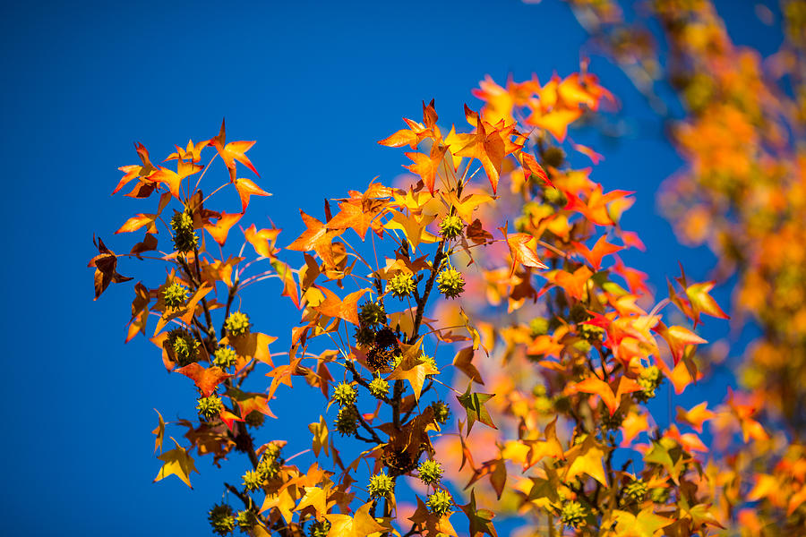 Fall Photograph - Orange Leaves by Mike Lee