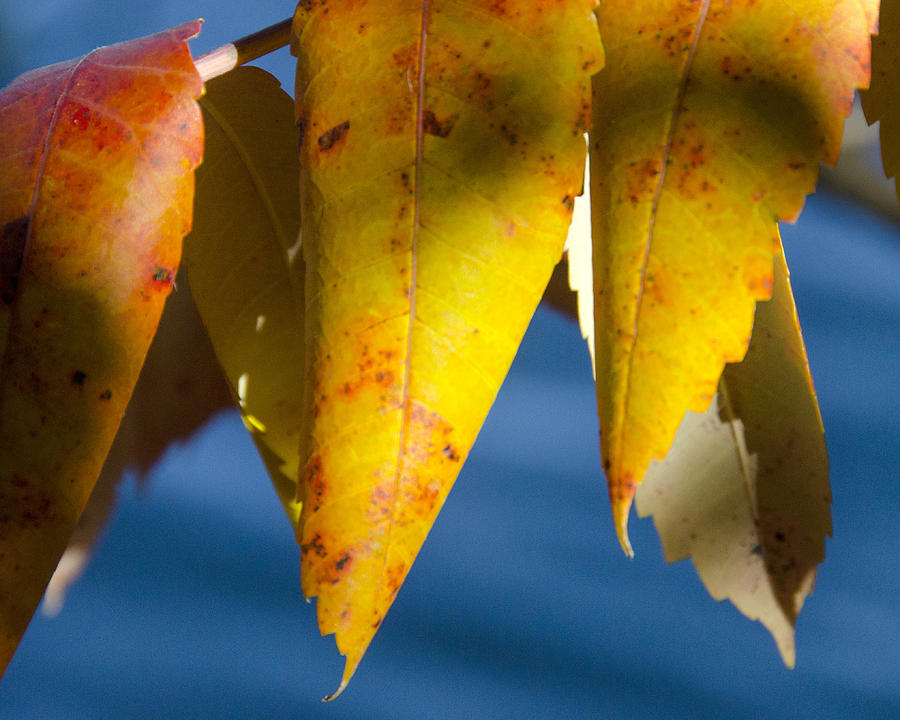 Orange Leaves Near the Lake Photograph by Shane McCallister - Fine Art ...