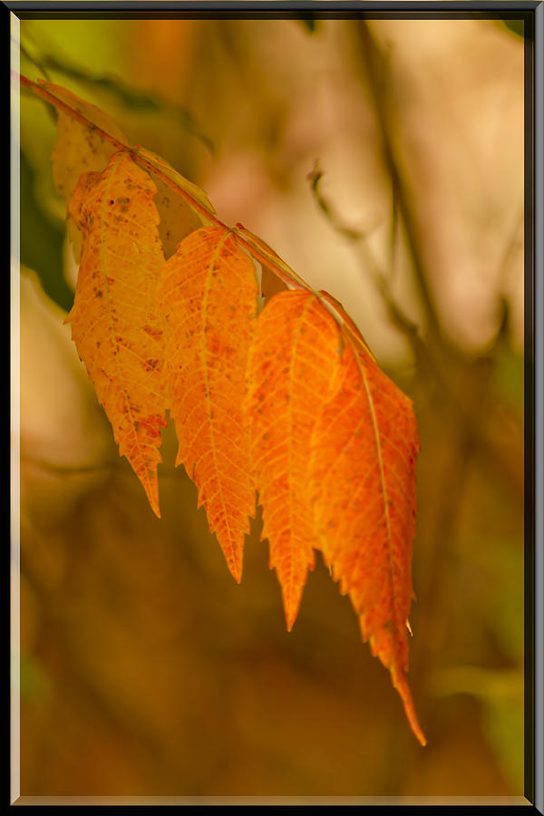 Orange Leaves of Fall Photograph by LeeAnn McLaneGoetz McLaneGoetzStudioLLCcom